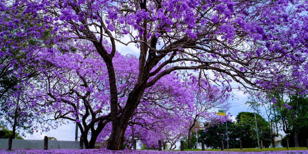 Purple Flowering Spring Trees
