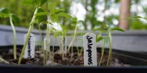 jalapeno plant stages