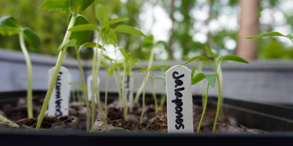 When To Transplant Jalapeno Seedlings