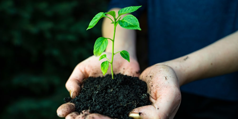 When To Transplant Jalapeno Seedlings