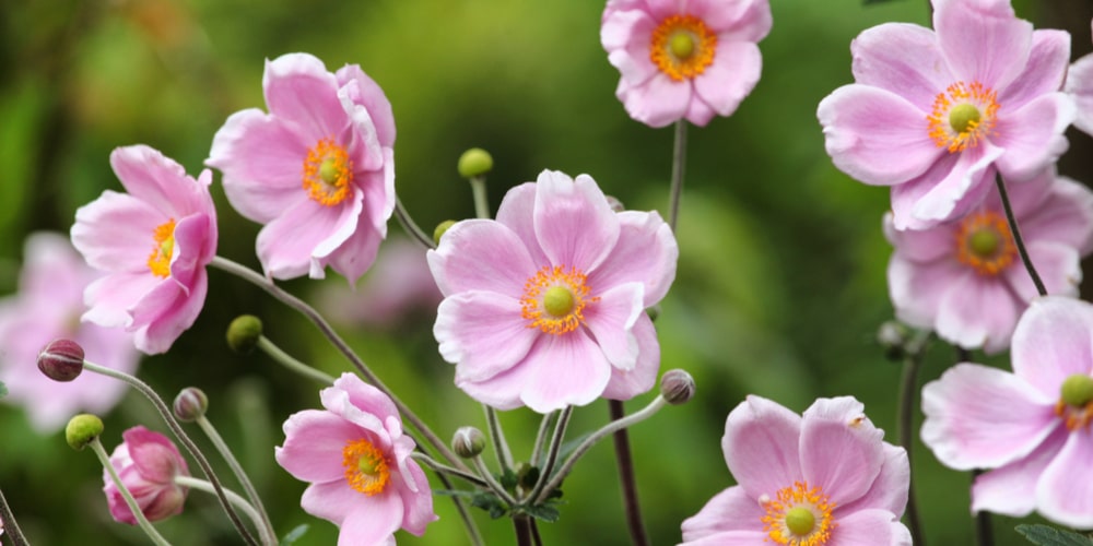 Dry Shade Plants in the Pacific Northwest: The Essential Guide