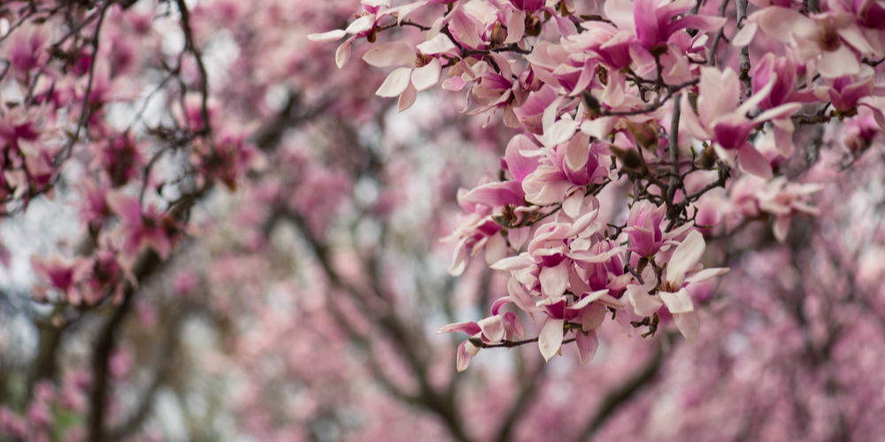 flowering trees in south texas