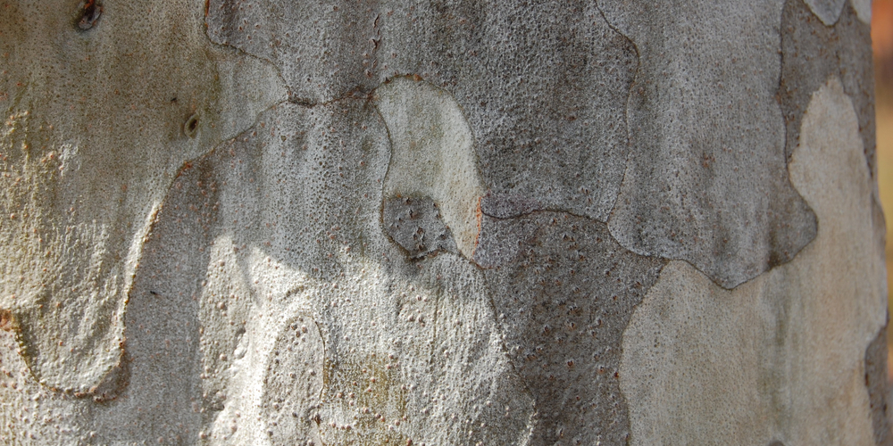 trees with white bark