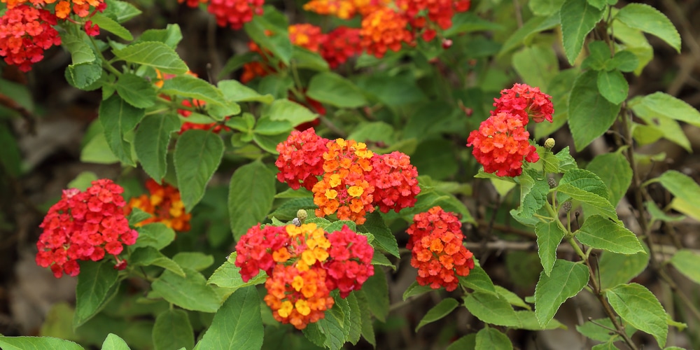 Lantana Havana Red Sky