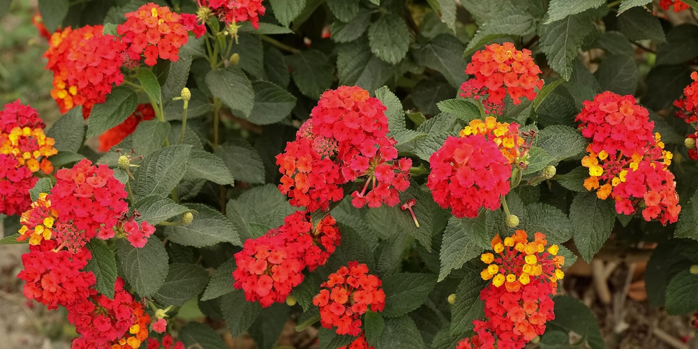 Lantana Havana Red Sky