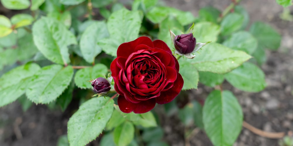 When To Plant Flowers In Minnesota GFL Outdoors