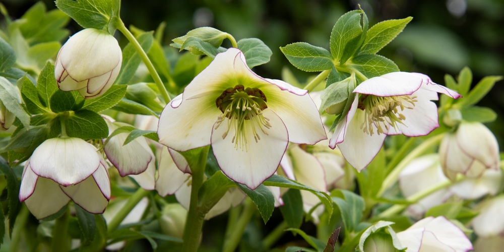 helleborus orientalis