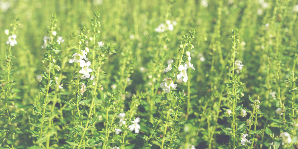 lobelia spicata