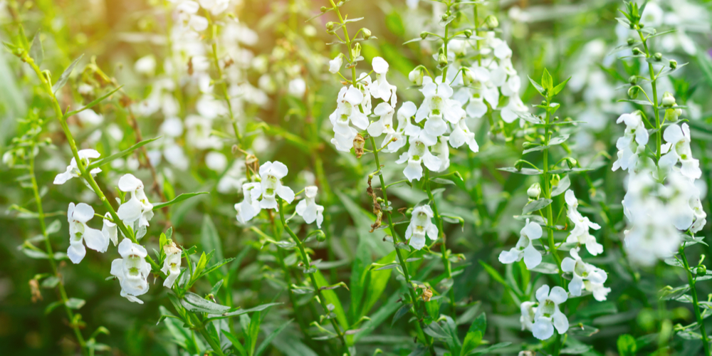 lobelia spicata