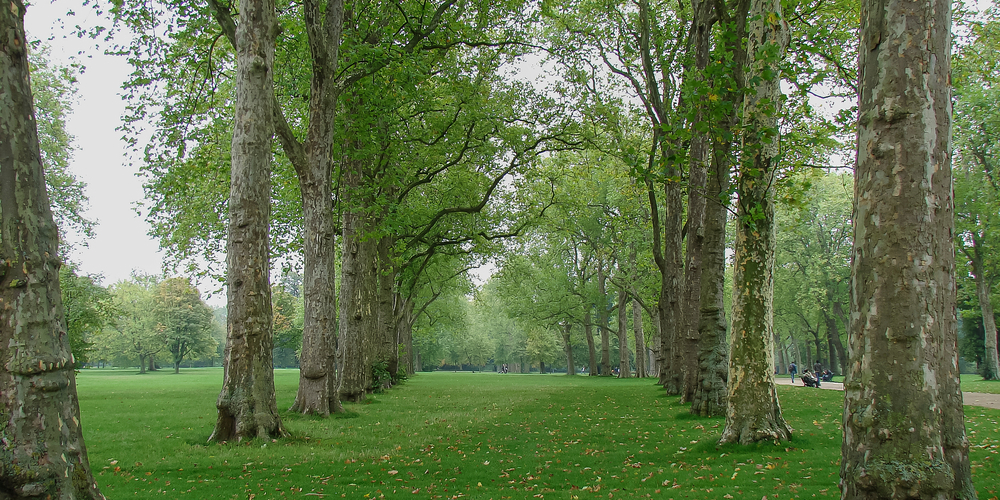 Overwatered London Plane Tree