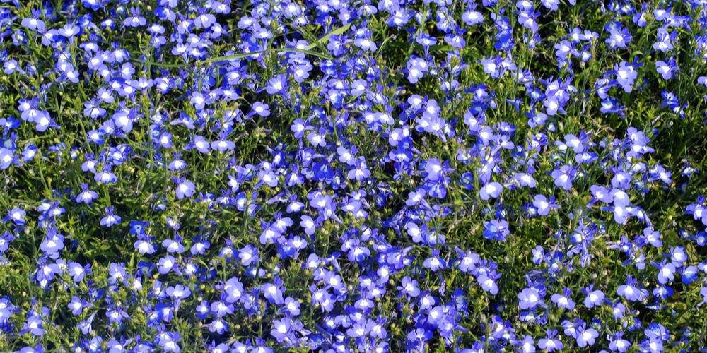 Is Lobelia a Perennial or An Annual?