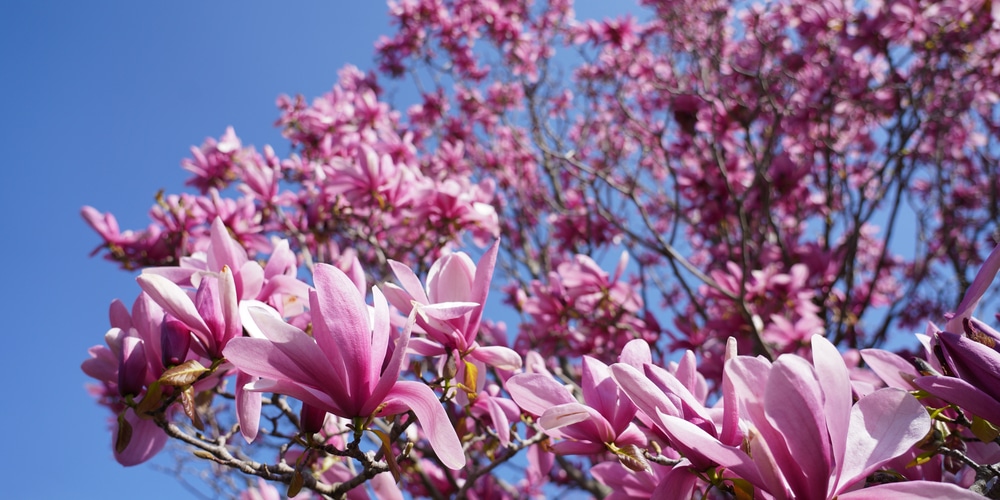 squirrels eating magnolia buds