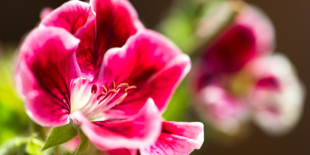Are Martha Washington Geraniums Perennials?