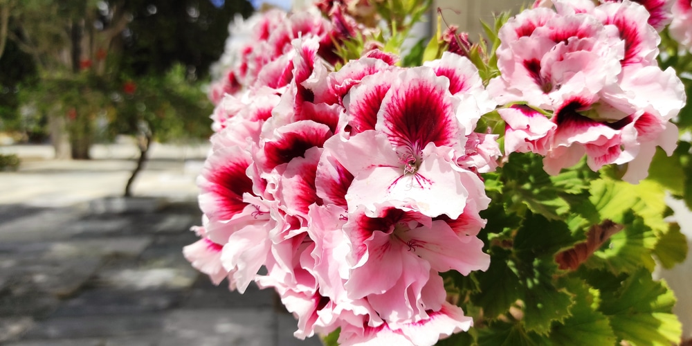 do geraniums need full sun