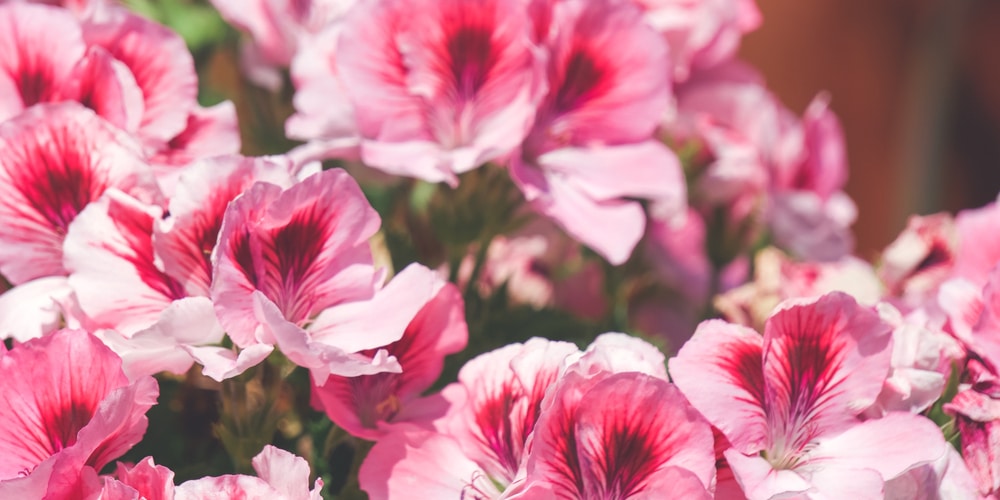 Are Martha Washington Geraniums Perennials?