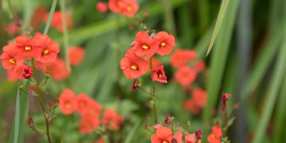 Mask Flower