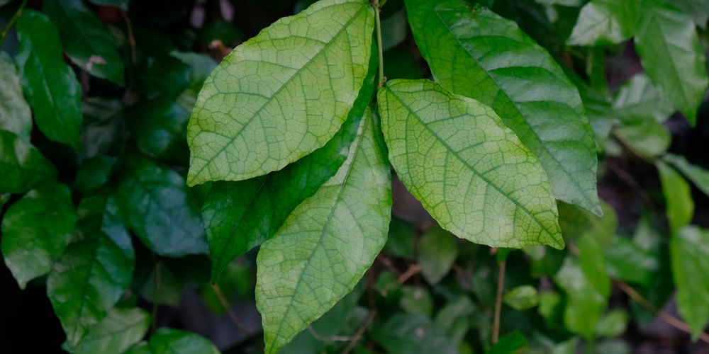 Mustard Tree Size