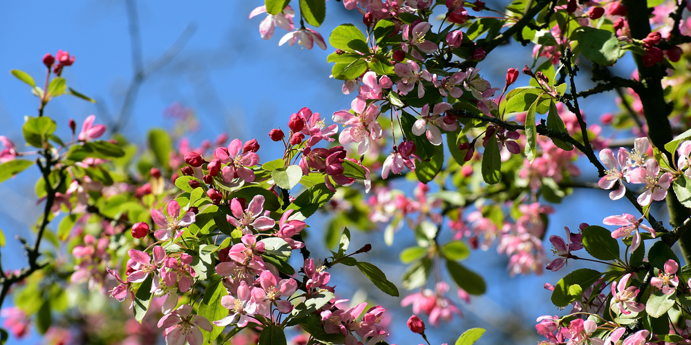 Flowering Trees Utah