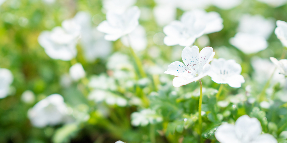 Black And White Flowers