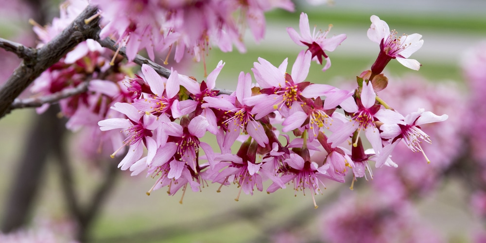 Okame Cherry Tree