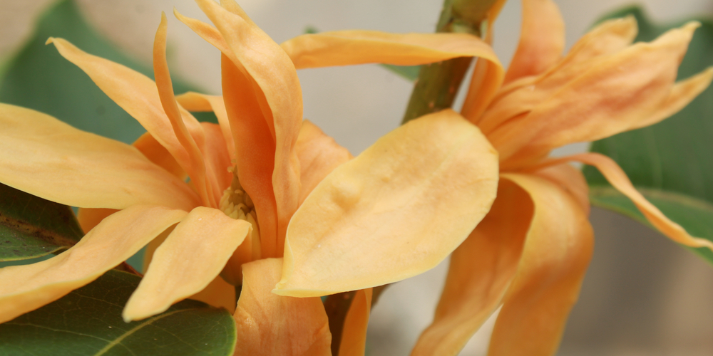 trees with orange flowers