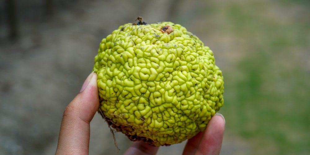 Green Balls That Grow on Trees: what are they?