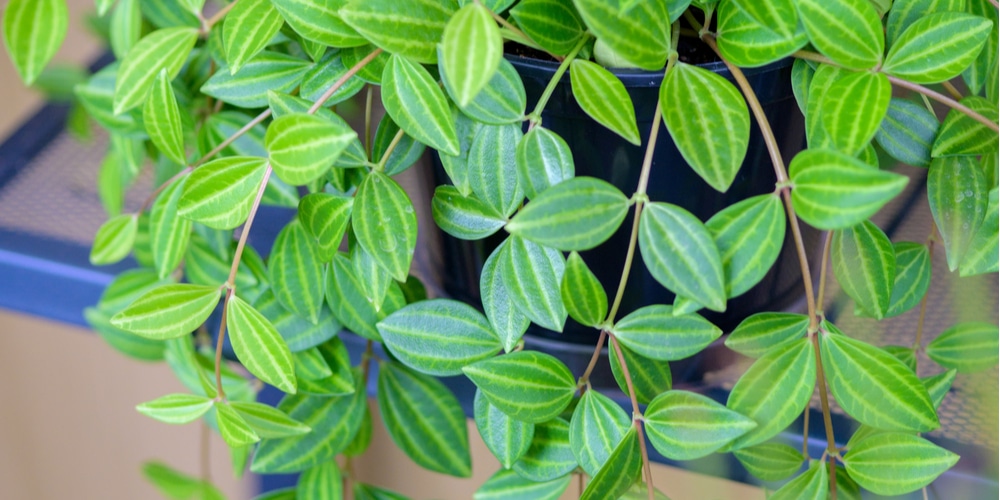 Peperomia Angulata