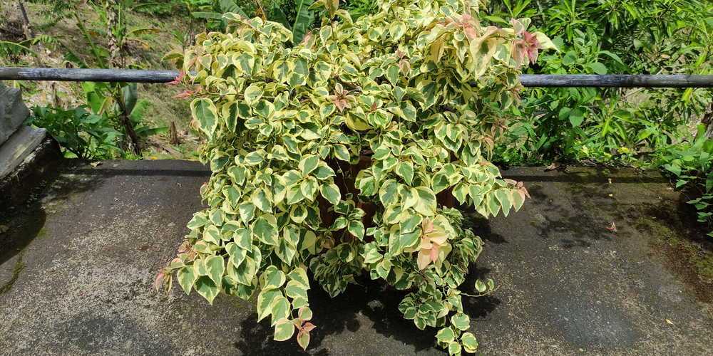 Peperomia Scandens