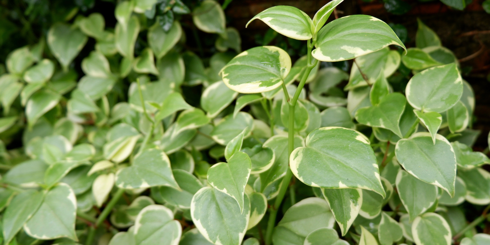 Peperomia Scandens