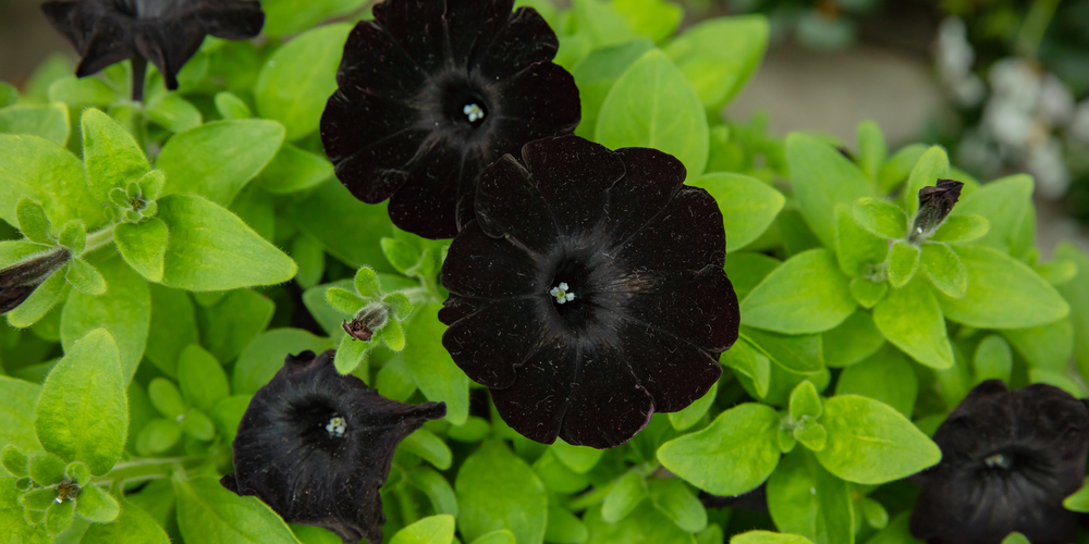 Black And White Flowers