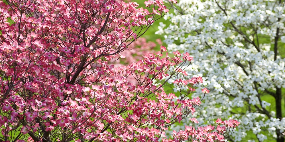 Crabapple vs Dogwood