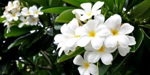 When Do Plumeria Bloom in California?