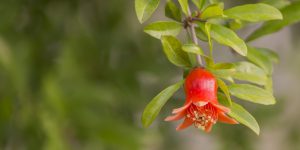 trees with orange flowers