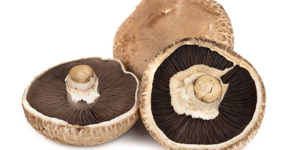 How to Grow Portobello Mushrooms