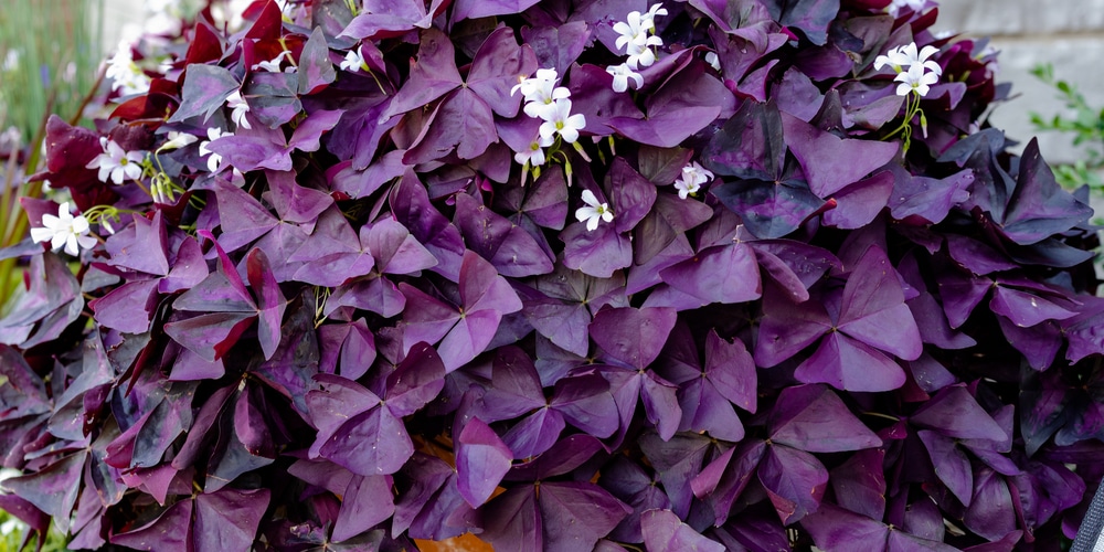 shamrock plant