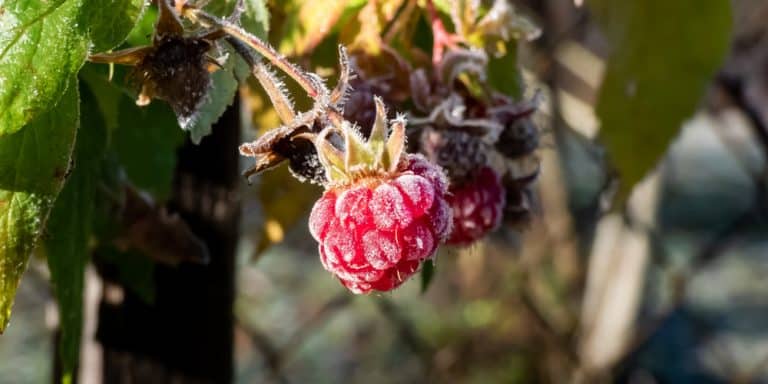 Raspberries and Frost: All You Need to Know – GFL Outdoors