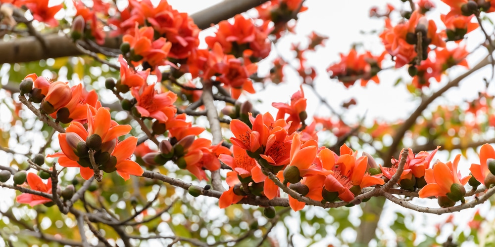 florida tree with orange flowers