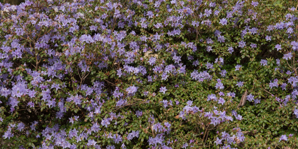 Trees with Blue Flowers