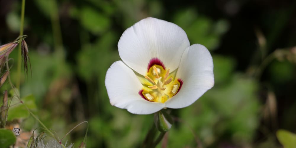 utah native plants