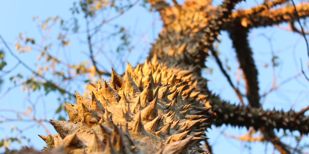 Top 5 Trees with thorns on trunk 3 6 Types of Trees with Spikes on the Trunk