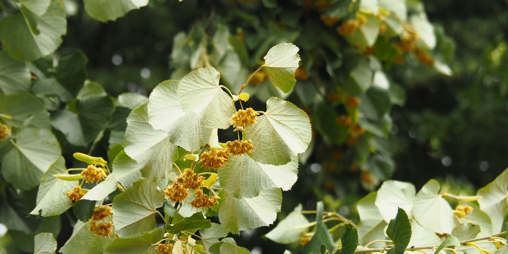 Trees with heart shaped leaves