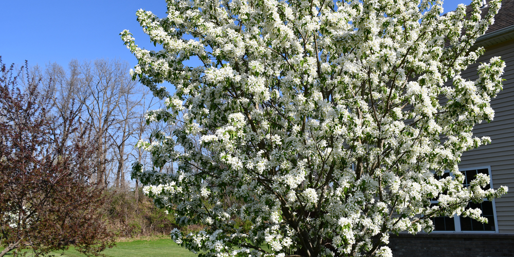 Crabapple Trees Colorado