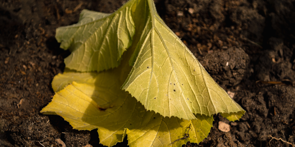 Squash Leaves Turning Yellow