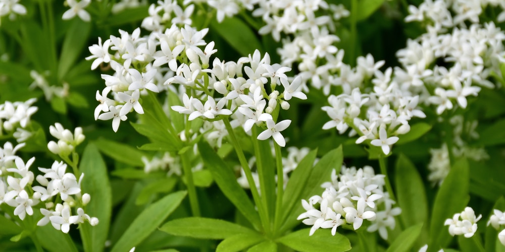 Oregon Ground Cover Plants