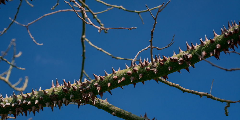 Trees with spikes on trunk