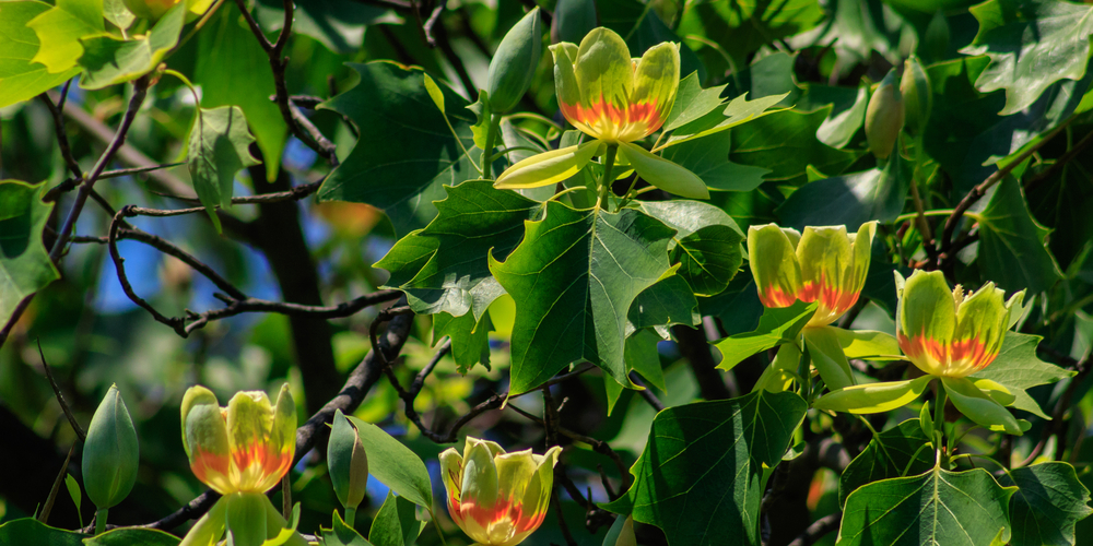 Flowering Trees Utah