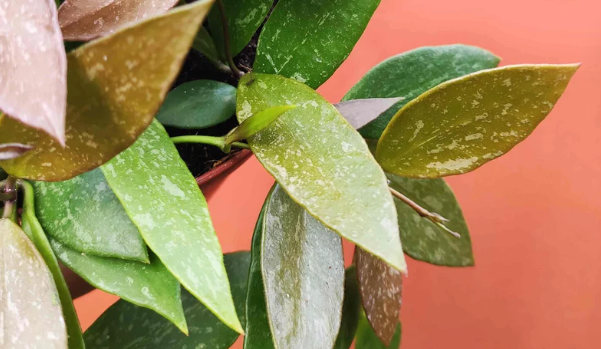 Hoya Gracilis