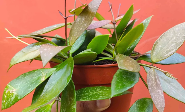 Hoya Gracilis