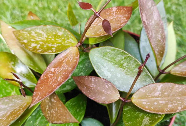 Hoya Gracilis