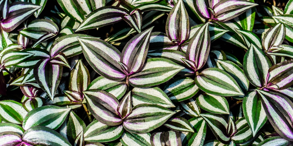 Wandering Jew Brown Spots